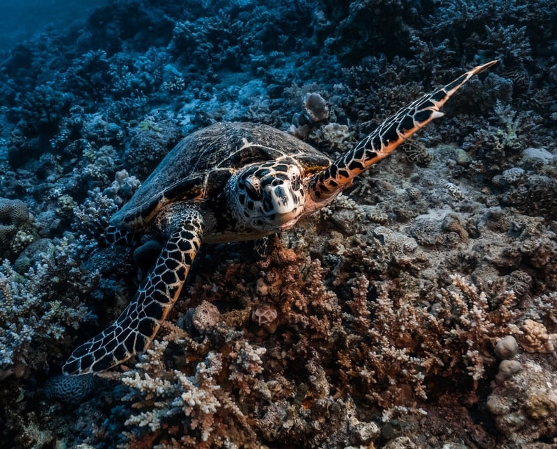 Ocean Exploration